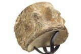 Polished Fossil Mosasaur Vertebra w/ Metal Stand - Texas #335052-2